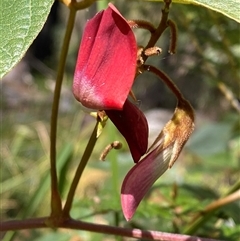 Kennedia rubicunda at Carrolls Creek, NSW - 9 Sep 2024 10:13 AM