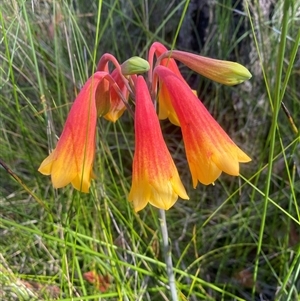 Blandfordia grandiflora at Bonny Hills, NSW - suppressed