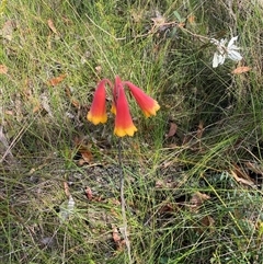 Blandfordia grandiflora at Bonny Hills, NSW - suppressed