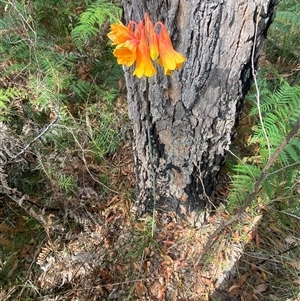 Blandfordia grandiflora at Bonny Hills, NSW - suppressed