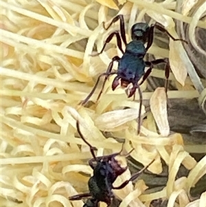 Rhytidoponera metallica at Bonny Hills, NSW - suppressed