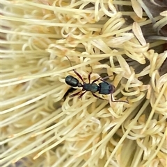 Rhytidoponera metallica at Bonny Hills, NSW - suppressed