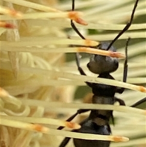 Rhytidoponera metallica at Bonny Hills, NSW - suppressed