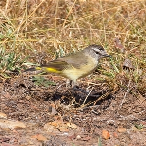 Acanthiza chrysorrhoa (Yellow-rumped Thornbill) at Bellmount Forest, NSW - Yesterday by jb2602