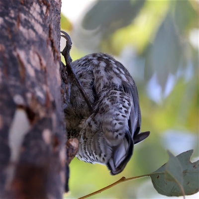 Cormobates leucophaea (White-throated Treecreeper) at Bellmount Forest, NSW - 4 Feb 2025 by jb2602