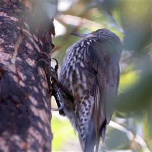 Cormobates leucophaea at Bellmount Forest, NSW - 4 Feb 2025 08:00 AM