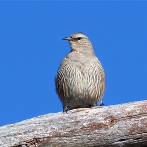 Climacteris picumnus victoriae (Brown Treecreeper) at Bellmount Forest, NSW - Yesterday by jb2602