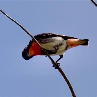 Dicaeum hirundinaceum (Mistletoebird) at Strathnairn, ACT - 21 Jan 2023 by KorinneM