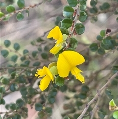 Bossiaea foliosa (Leafy Bossiaea) at Cotter River, ACT - Yesterday by JaneR