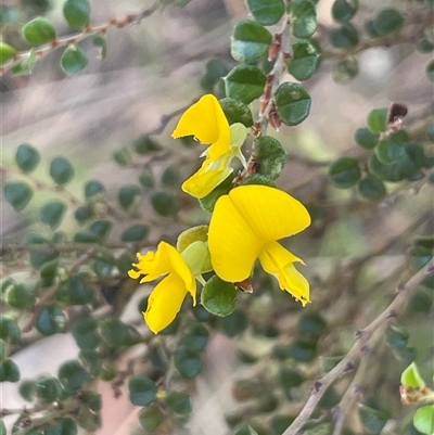 Bossiaea foliosa (Leafy Bossiaea) at Cotter River, ACT - 5 Feb 2025 by JaneR