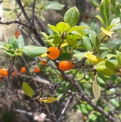 Coprosma hirtella (Currant Bush) at Cotter River, ACT - 5 Feb 2025 by JaneR