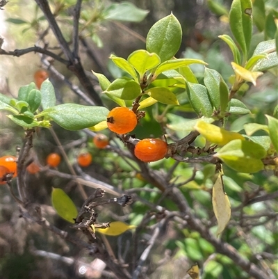 Coprosma hirtella (Currant Bush) at Cotter River, ACT - Yesterday by JaneR