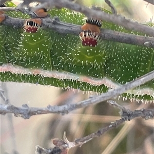 Opodiphthera helena at Cotter River, ACT - Yesterday 11:29 AM