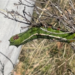 Opodiphthera helena at Cotter River, ACT - 5 Feb 2025 11:29 AM