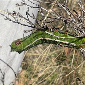 Opodiphthera helena at Cotter River, ACT - Yesterday 11:29 AM