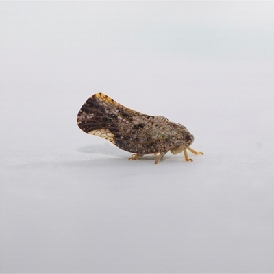 Massila sp. (genus) (Unidentified Massila planthopper) by MarkT