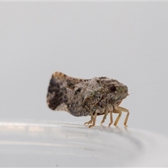 Massila sp. (genus) at Jerrabomberra, NSW - suppressed