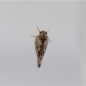 Massila sp. (genus) at Jerrabomberra, NSW - suppressed