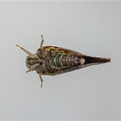 Massila sp. (genus) at Jerrabomberra, NSW - suppressed