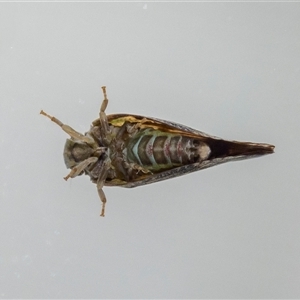 Massila sp. (genus) at Jerrabomberra, NSW - suppressed