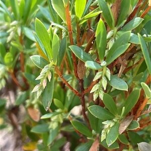 Leucopogon gelidus at Brindabella, ACT - Yesterday by JaneR