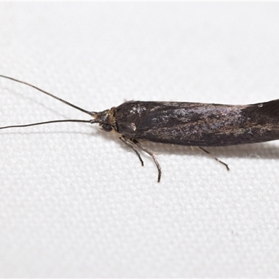 Tritymba unidentified species (Plutellid moth) at Jerrabomberra, NSW - 2 Feb 2025 by DianneClarke