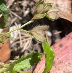 Veronica calycina (Hairy Speedwell) at Brindabella, ACT - 5 Feb 2025 by JaneR