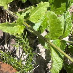 Veronica calycina at Brindabella, ACT - 5 Feb 2025 11:52 AM