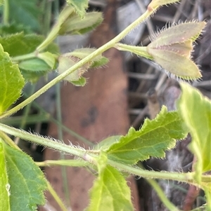 Veronica calycina at Brindabella, ACT - 5 Feb 2025 11:52 AM