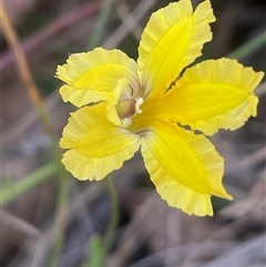 Goodenia paradoxa (Spur Goodenia) at Brindabella, ACT - 5 Feb 2025 by JaneR