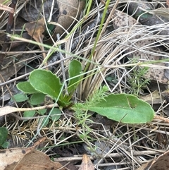 Goodenia paradoxa at Brindabella, ACT - 5 Feb 2025 12:06 PM