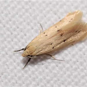 Oecophoridae provisional species 11 at Jerrabomberra, NSW - suppressed