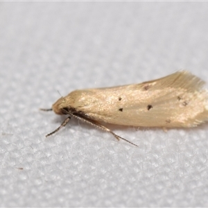 Oecophoridae provisional species 11 at Jerrabomberra, NSW - suppressed