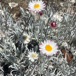 Leucochrysum alpinum (Alpine Sunray) at Brindabella, NSW - Yesterday by JaneR