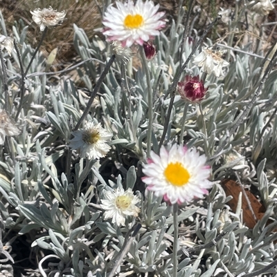 Leucochrysum alpinum (Alpine Sunray) at Brindabella, NSW - Yesterday by JaneR