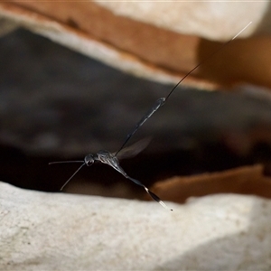 Gasteruption sp. (genus) at Strathnairn, ACT - 21 Jan 2023 05:51 PM