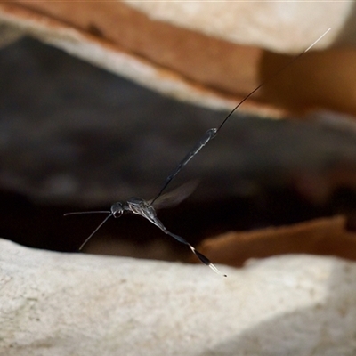 Gasteruption sp. (genus) at Strathnairn, ACT - 21 Jan 2023 by KorinneM