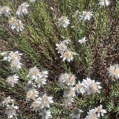 Rhodanthe anthemoides (Chamomile Sunray) at Brindabella, NSW - 5 Feb 2025 by JaneR