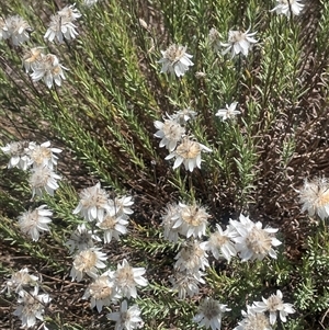 Rhodanthe anthemoides (Chamomile Sunray) at Brindabella, NSW - Yesterday by JaneR