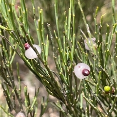 Exocarpos strictus (Dwarf Cherry) at Brindabella, ACT - 5 Feb 2025 by JaneR