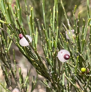 Exocarpos strictus (Dwarf Cherry) at Brindabella, ACT - Yesterday by JaneR