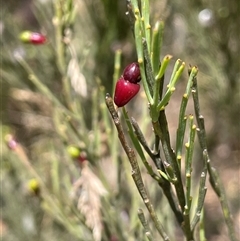 Exocarpos strictus at Brindabella, ACT - 5 Feb 2025 01:33 PM