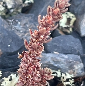 Crassula sieberiana (Austral Stonecrop) at Brindabella, NSW - 5 Feb 2025 by JaneR