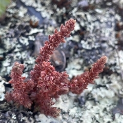 Crassula sieberiana at Brindabella, NSW - 5 Feb 2025 12:57 PM