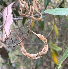 Acacia melanoxylon (Blackwood) at Cotter River, ACT - Yesterday by JaneR