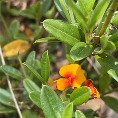 Podolobium alpestre (Shaggy Alpine Pea) at Cotter River, ACT - 5 Feb 2025 by JaneR