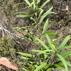 Lomatia myricoides (River Lomatia) at Brindabella, ACT - 5 Feb 2025 by JaneR