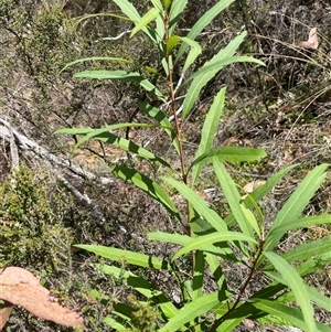 Lomatia myricoides (River Lomatia) at Brindabella, ACT - Yesterday by JaneR