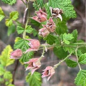 Rubus parvifolius (Native Raspberry) at Cotter River, ACT - Yesterday by JaneR