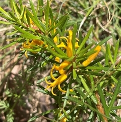 Persoonia chamaepeuce (Dwarf Geebung) at Brindabella, ACT - Yesterday by JaneR